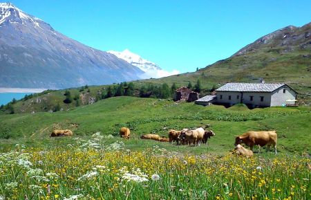 Bienvenue à SAVALIN Chalet d'alpage73G143550 Val-Cenis - Savoie - Bienvenue à SAVALIN